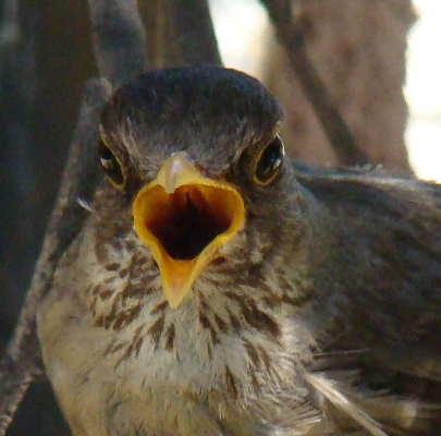 pajarito-pico-abierto