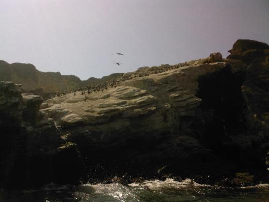 pinguinos-3 pinguinos-3