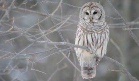 owl