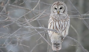 owl